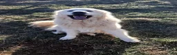 Great Pyrenees dogs for sale: Dixon - Ad 10