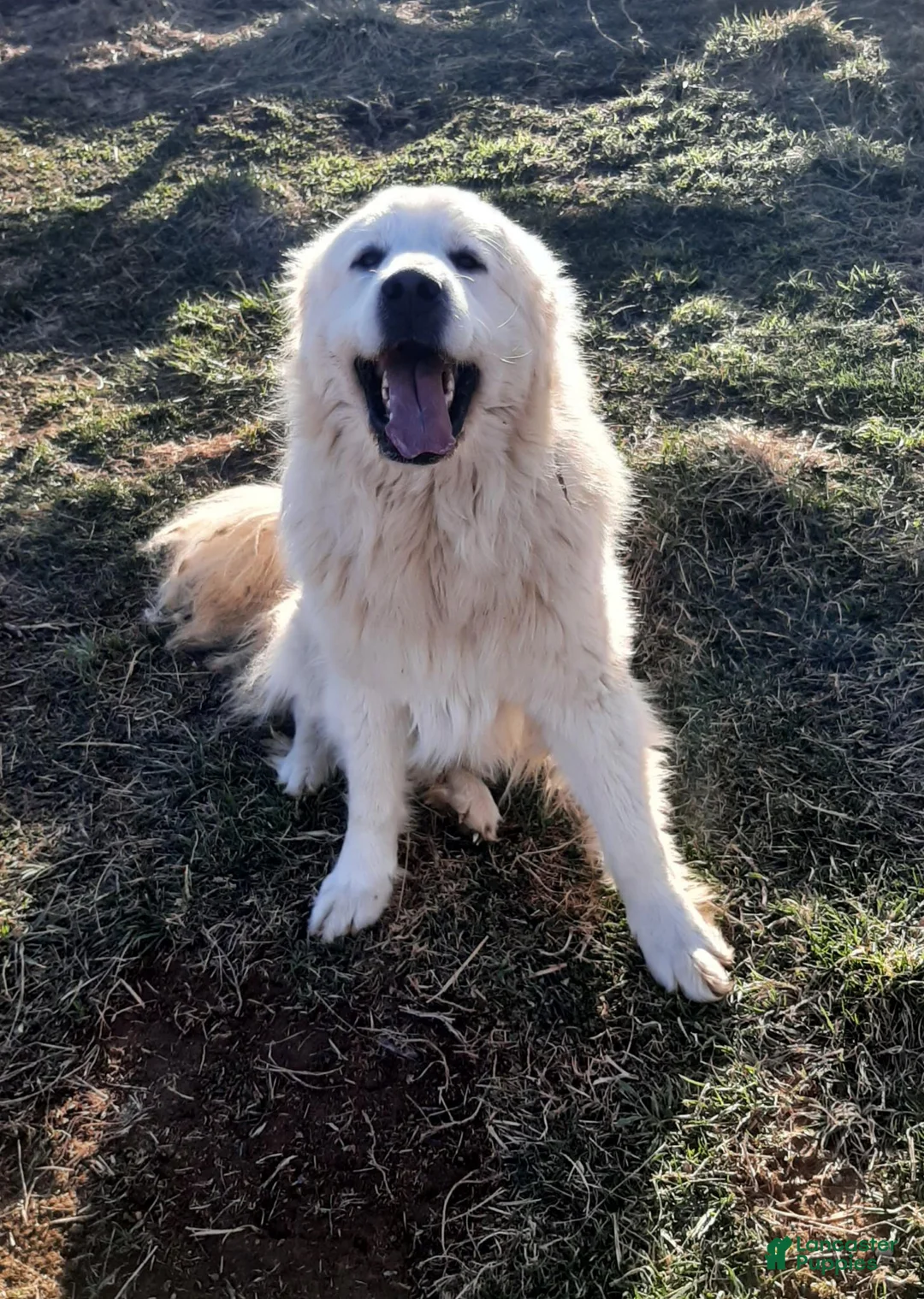 Great Pyrenees dogs for sale: Dixon - Ad 10