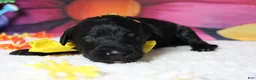 Bernedoodle dogs for sale: Onyx  - Ad 5