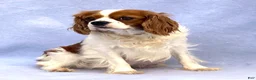 Cavalier King Charles Spaniel dogs for sale: Cherish - Ad 6
