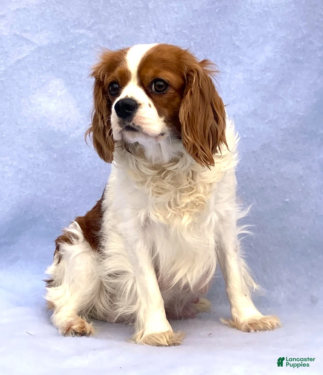 Cavalier King Charles Spaniel dogs for sale: Cherish - Ad 6