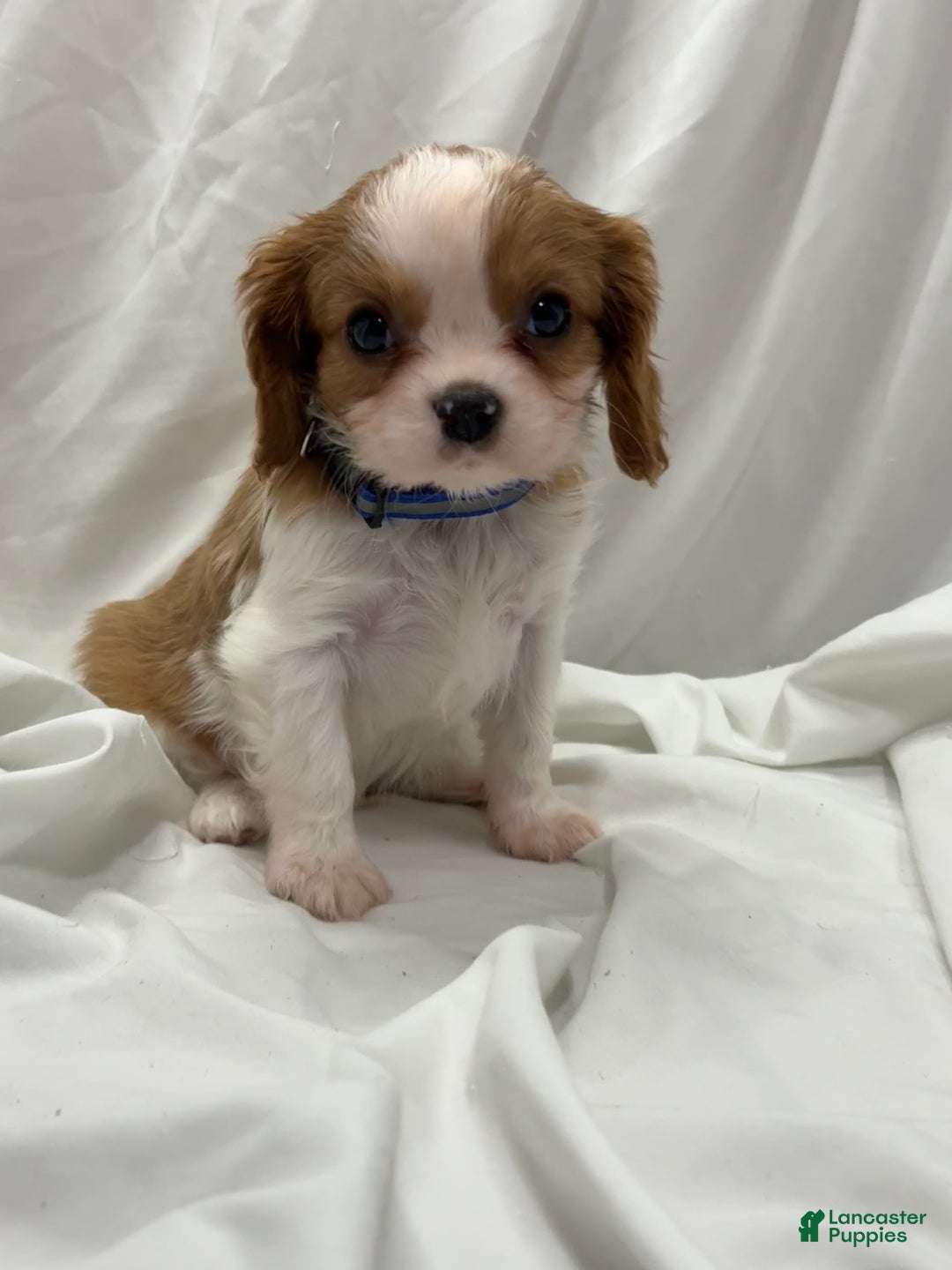 Cavalier King Charles Spaniel dogs for sale: Blue - Ad 2
