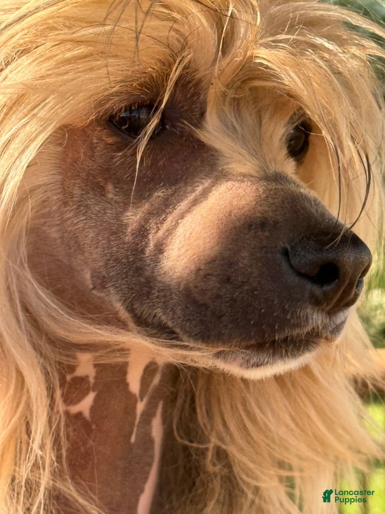 Chinese Crested dogs Jolene  - Ad 2