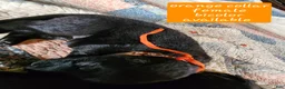 German Shepherd dogs for sale: Orange collar - Ad 4