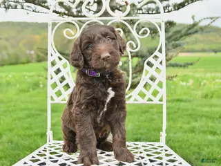 Labradoodle dogs for sale: Frank - Ad 4
