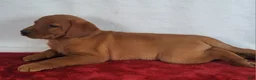 Labrador Retriever dogs for sale: Blaze - Ad 6