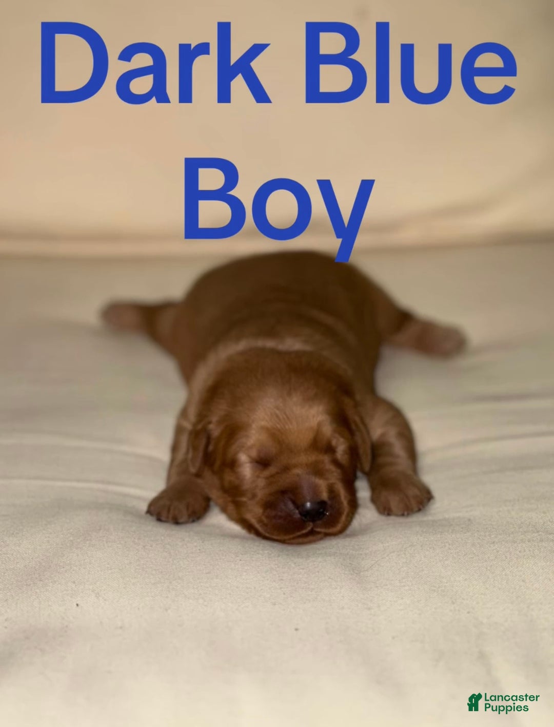 Golden Retriever dogs for sale: Golden Retriever Dark Pink Girl - Ad 39