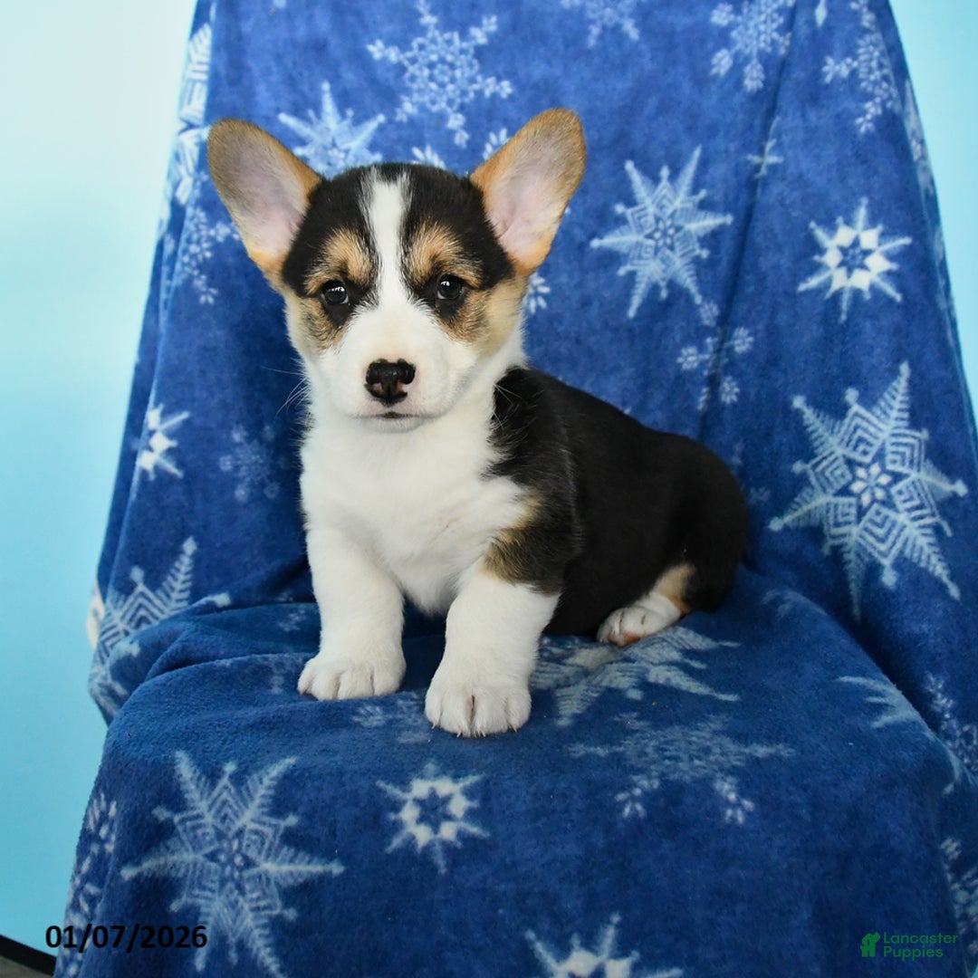 Welsh Corgi Pembroke dogs for sale: Tippy - Ad 1
