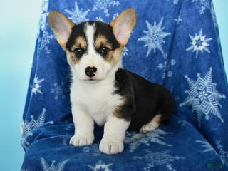 Welsh Corgi Pembroke dogs Tippy - Ad 13
