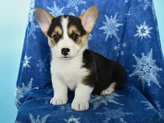 Welsh Corgi Pembroke dogs Tippy - Ad 2