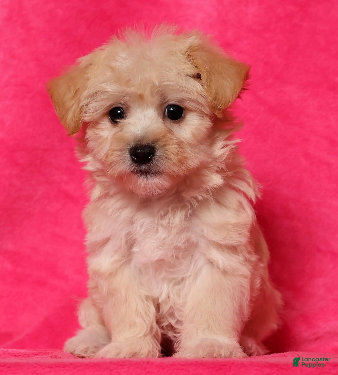 Yochon dogs for sale: Connor - Ad 6