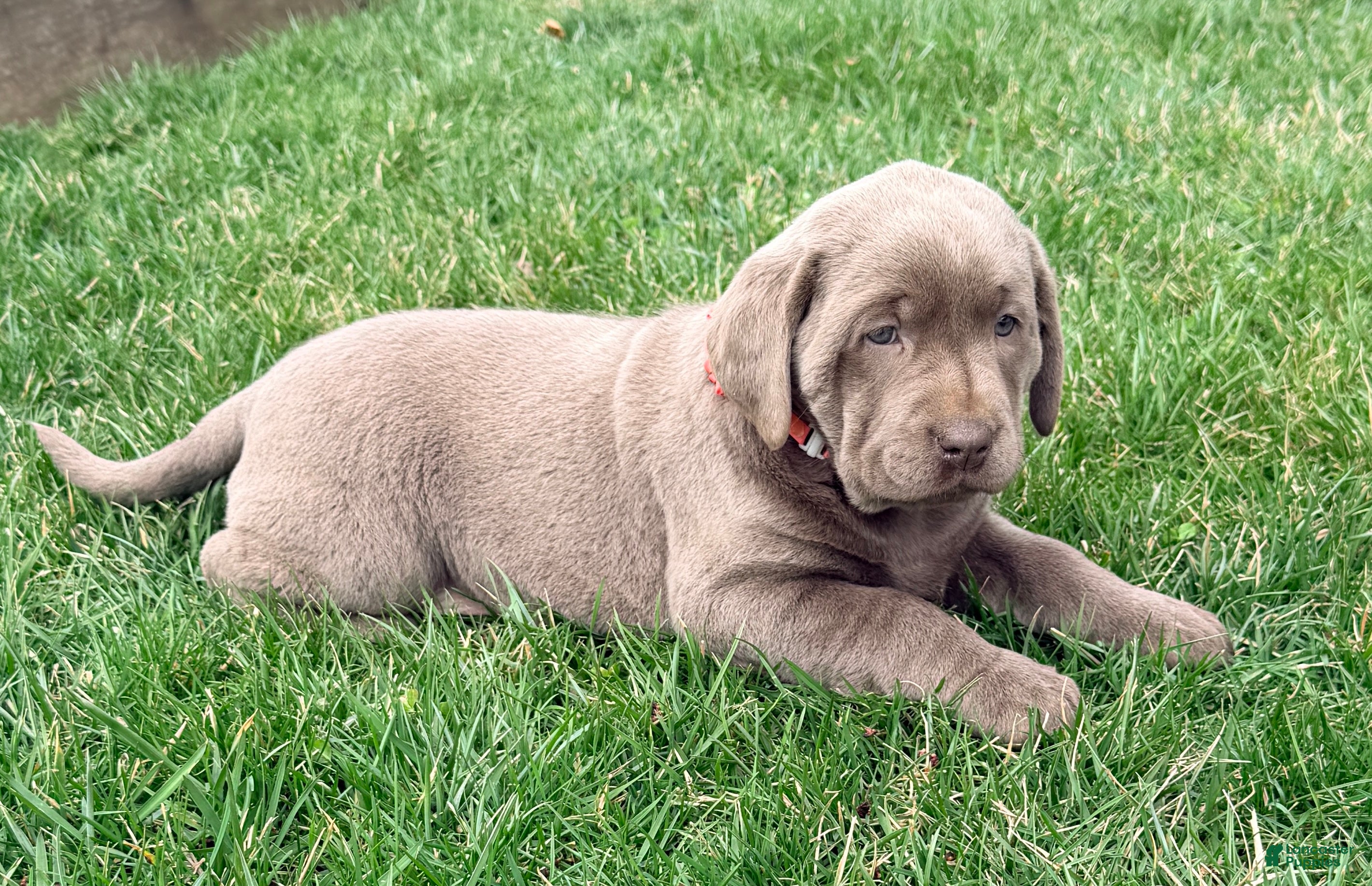 Labrador Retriever dogs Lily - Ad 2