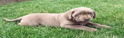 Labrador Retriever dogs for sale: Lily - Ad 2