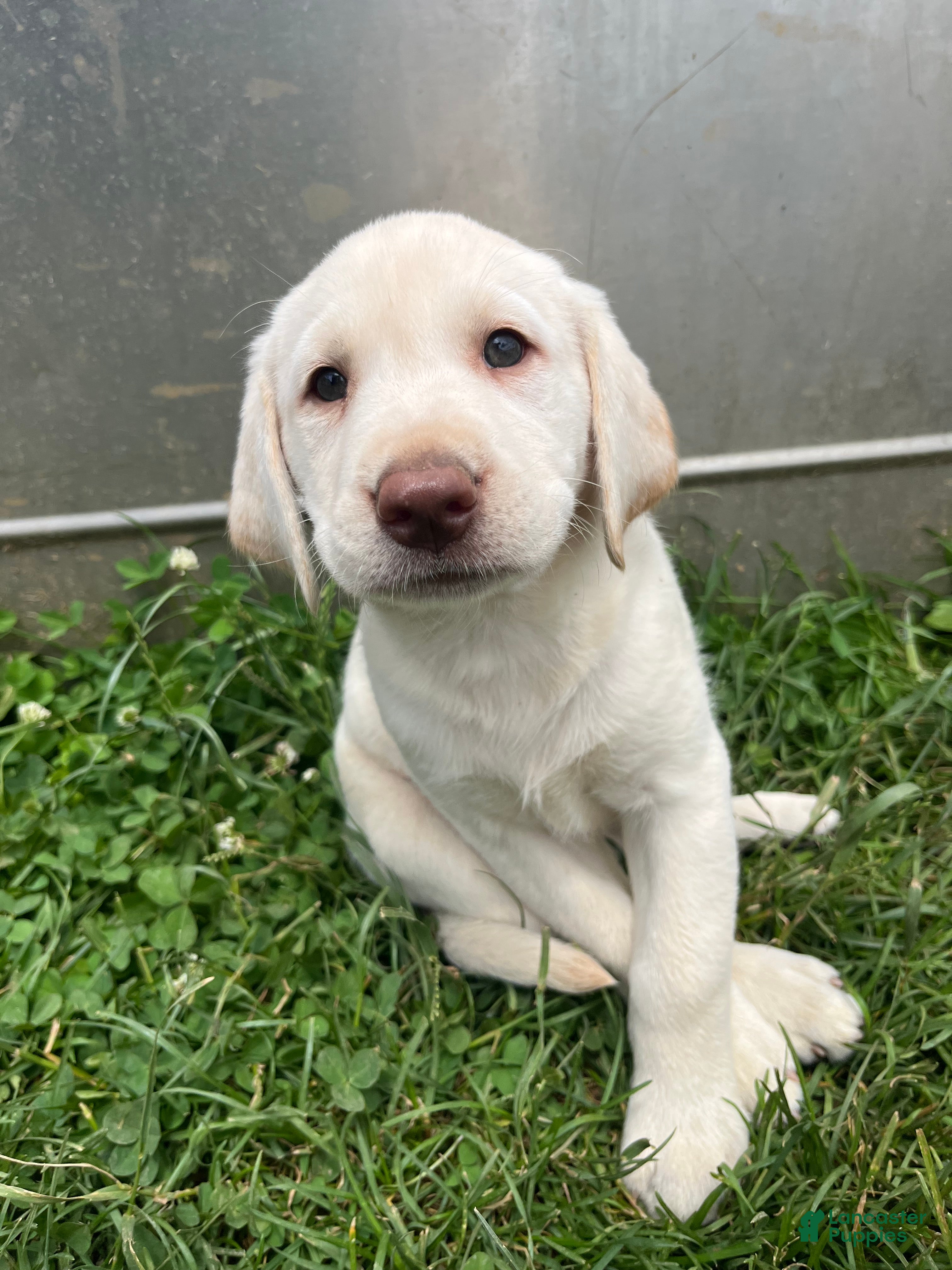 Labrador Retriever dogs JJ - Ad 11