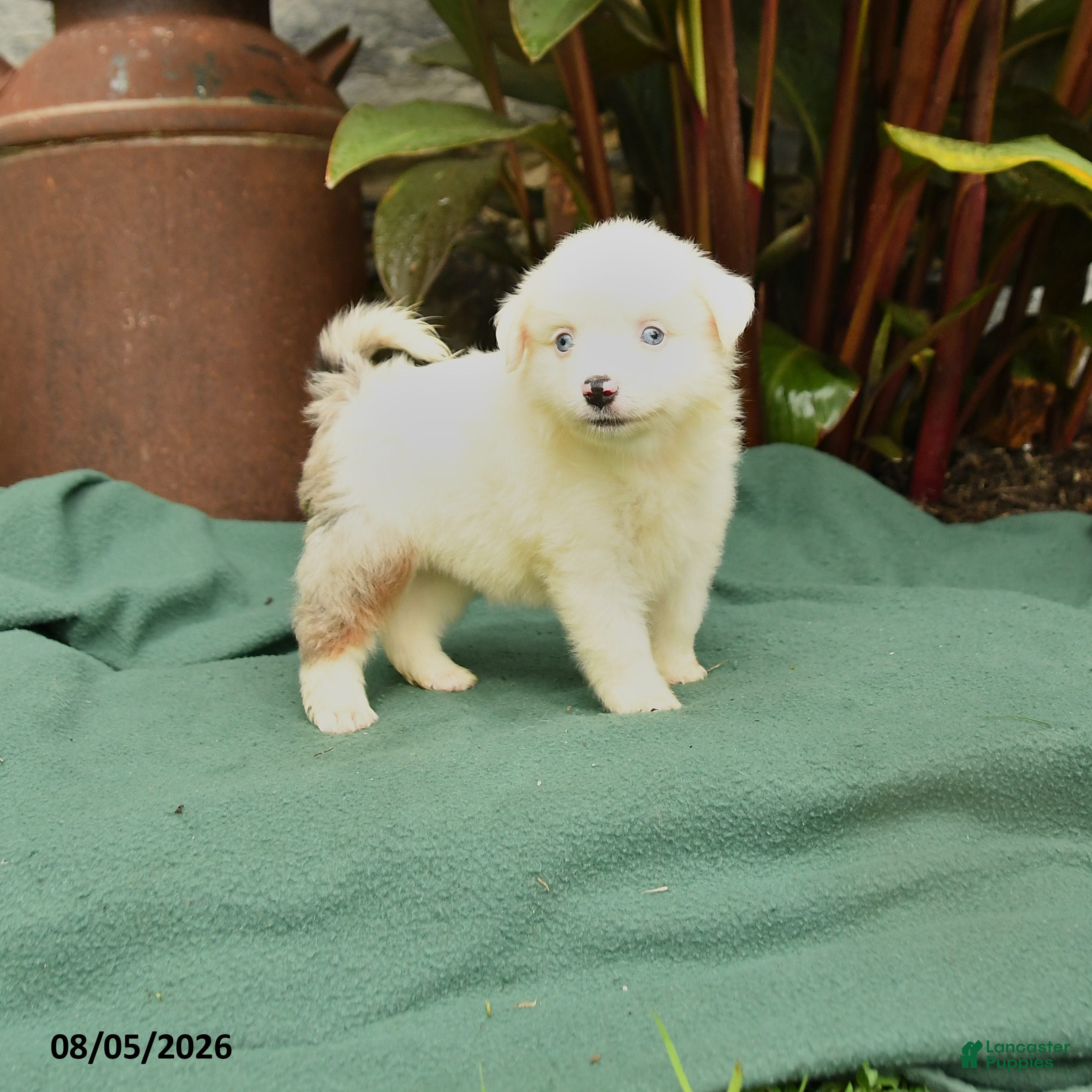 Miniature Australian Shepherd dogs Reba - Ad 1