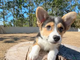 Mixed Breed dogs for sale: Summer - Ad 1