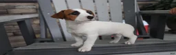 Jack Russell Terrier dogs for sale: Patty - Ad 5