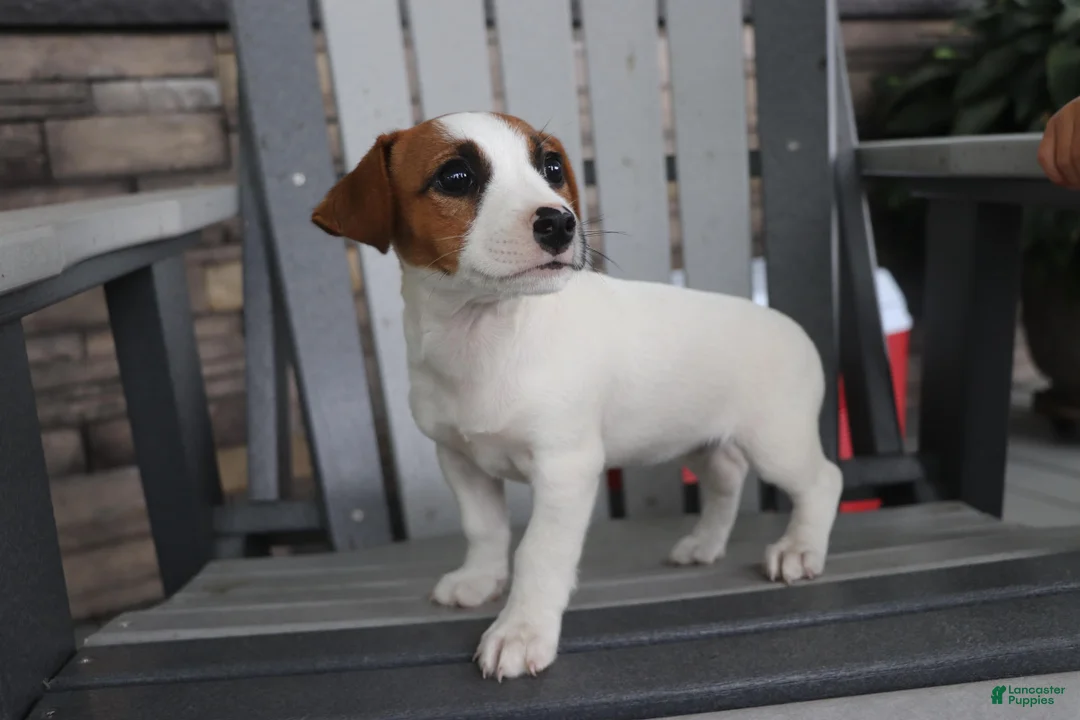 Jack Russell Terrier dogs for sale: Patty - Ad 5
