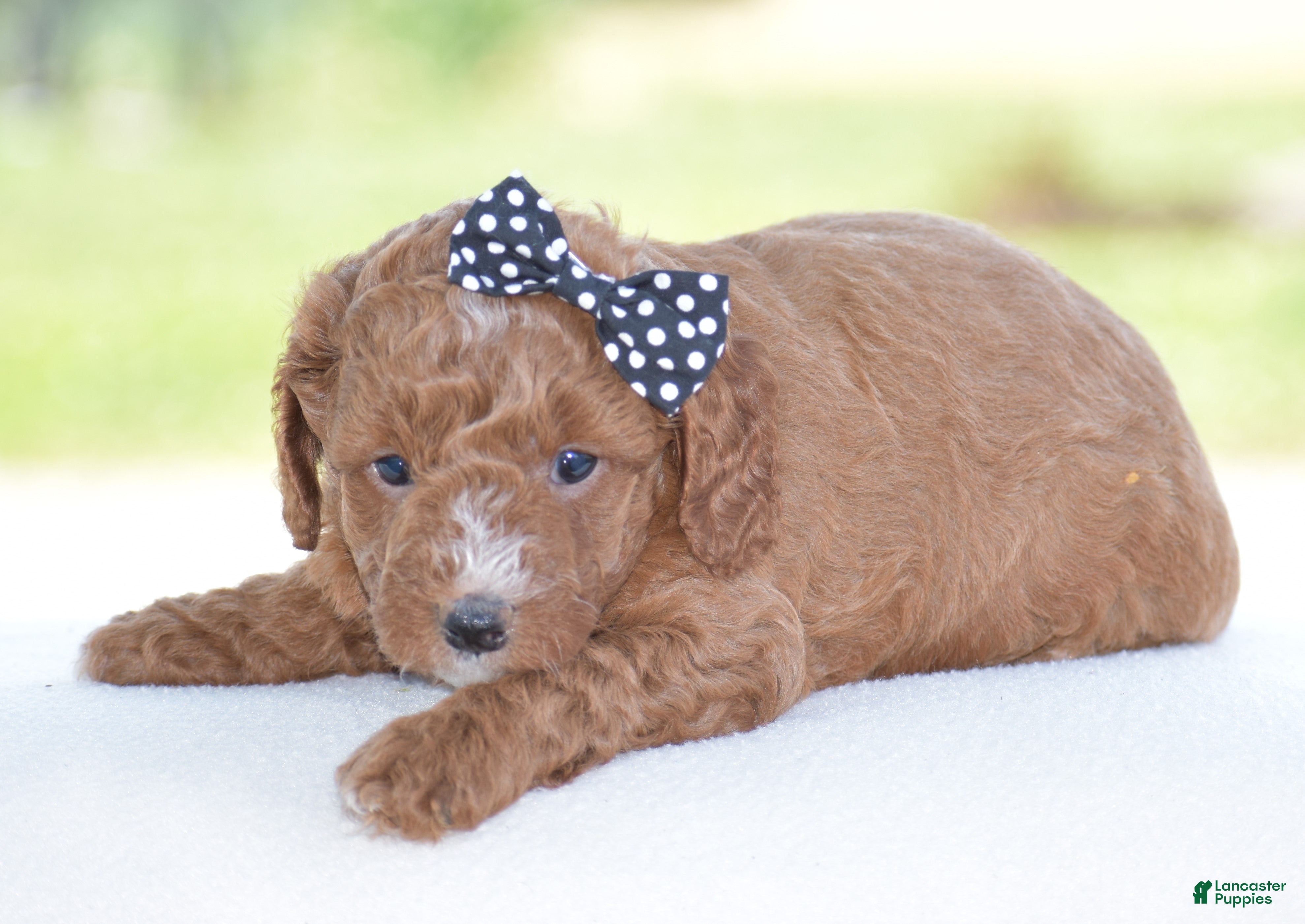 Miniature Poodle dogs Ridge - Ad 1