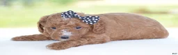 Miniature Poodle dogs for sale: Ridge - Ad 7