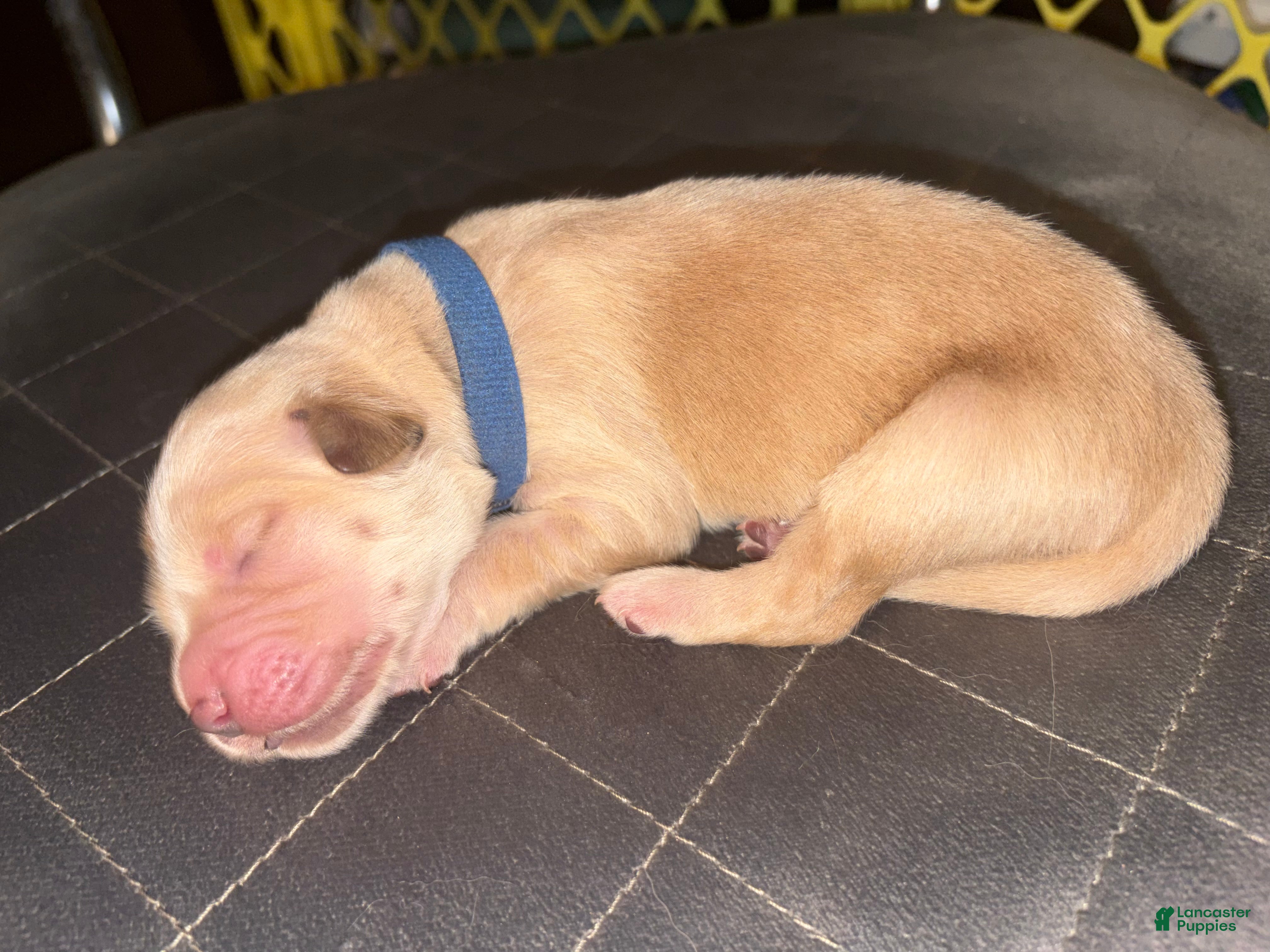 Golden Retriever dogs for sale: Pretzel - Ad 1