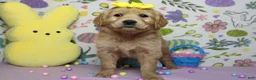 Golden Retriever dogs for sale: AnnaBelle - Ad 8