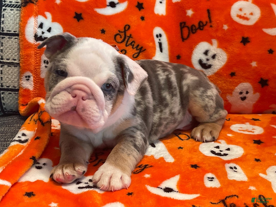 English Bulldog dogs for sale: English Bulldog Puppy 5 - Ad 2