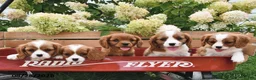 Cavalier King Charles Spaniel dogs for sale: Barbie - Ad 3