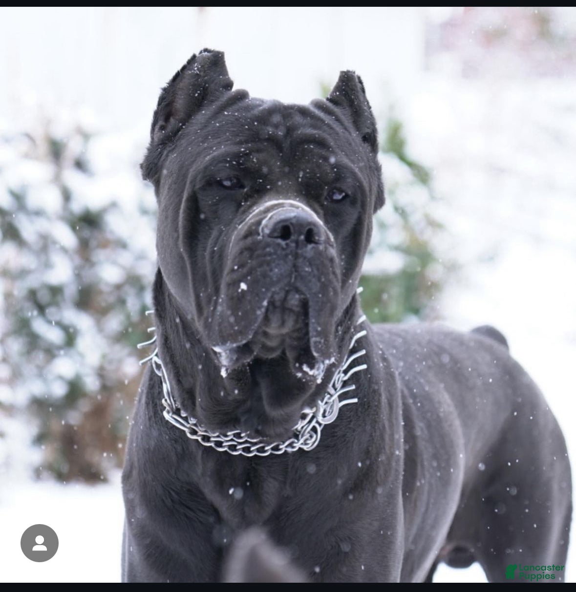 Cane Corso dogs Cane Corso 1 - Ad 2