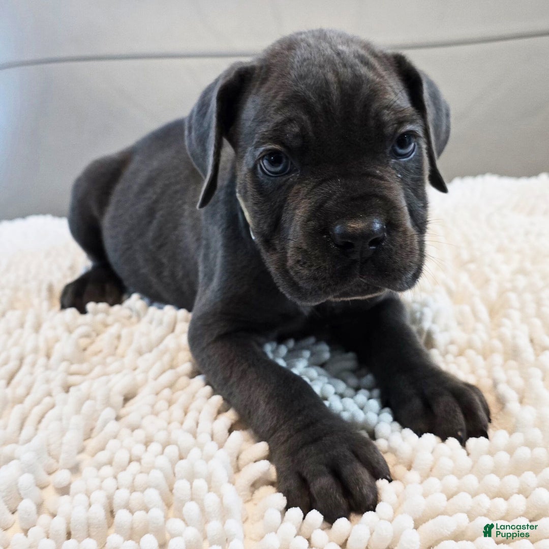 Cane Corso dogs for sale: Saphire - Ad 37