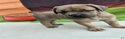 Cane Corso dogs for sale: ZEUS - Ad 6