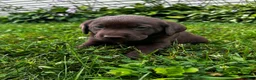 Labrador Retriever dogs for sale: Briar - Ad 6