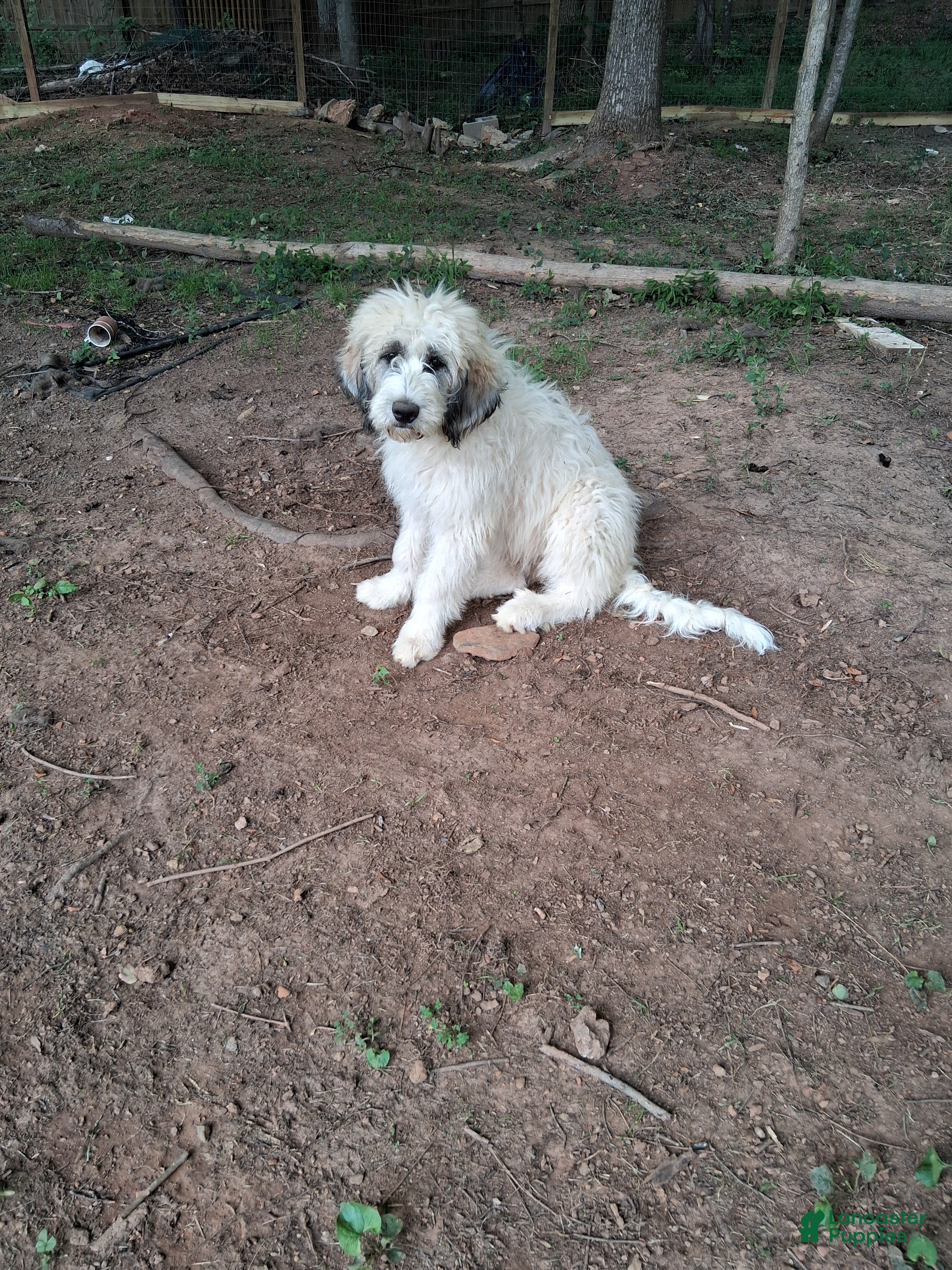 Mixed Breed dogs Mixed Breed Puppy 3 - Ad 41