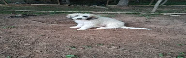Mixed Breed Puppy 3