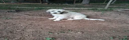 Mixed Breed dogs for sale: Mixed Breed Puppy 3 - Ad 1
