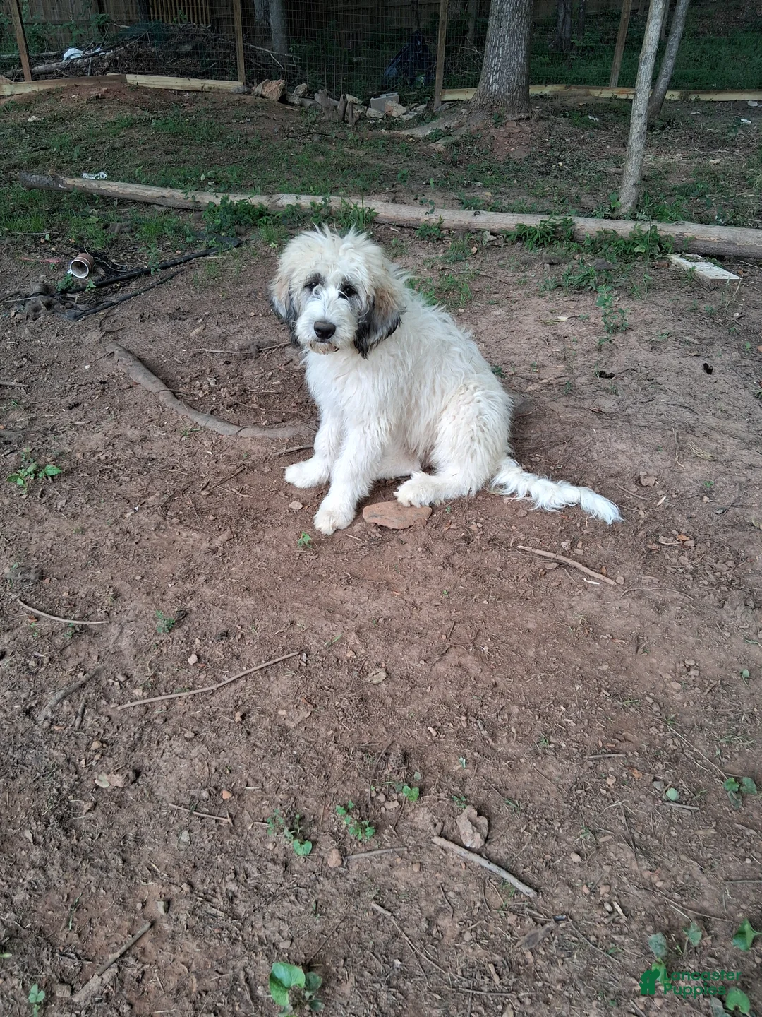 Mixed Breed dogs for sale: Mixed Breed Puppy 3 - Ad 1