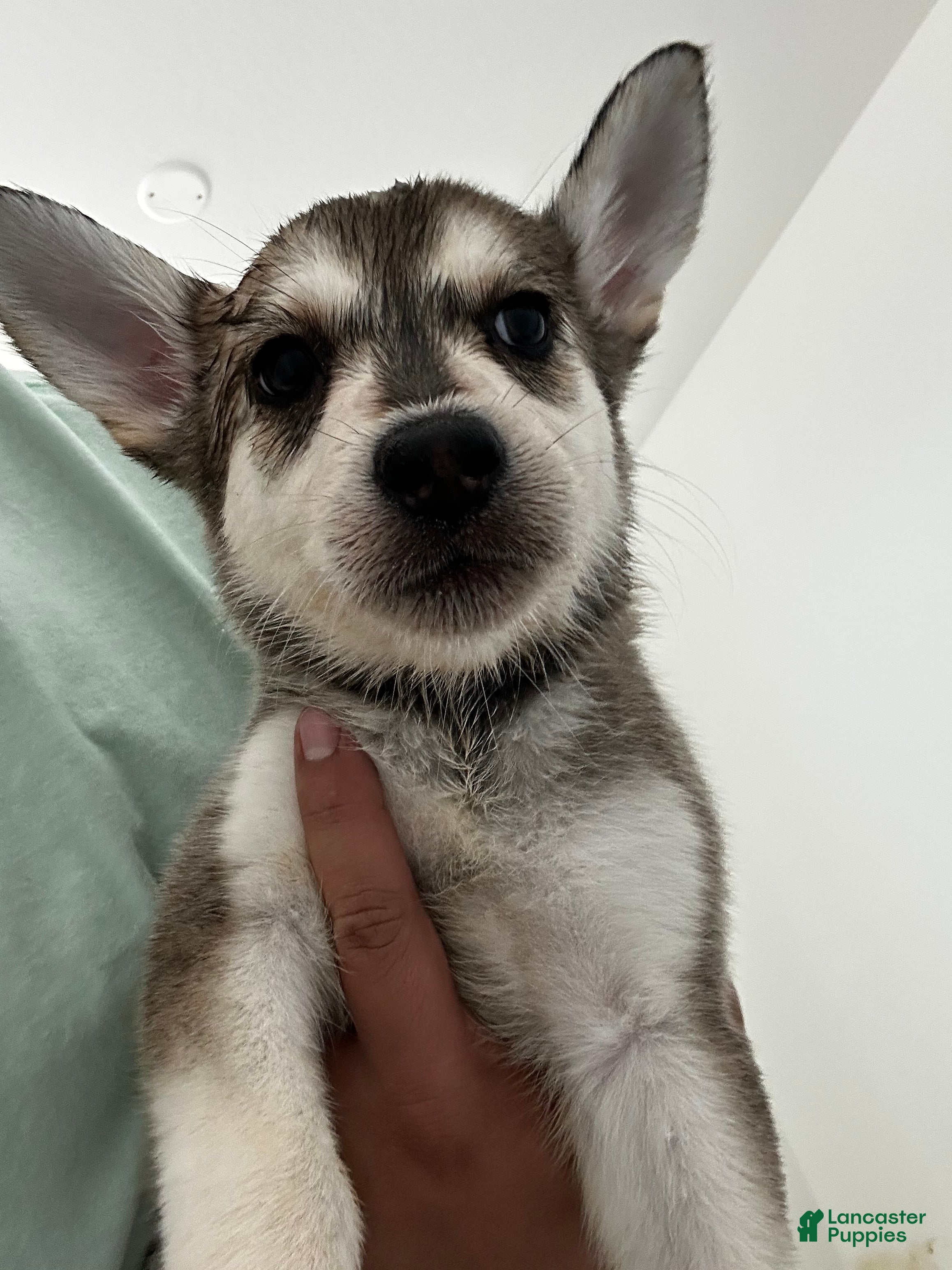 Gerberian Shepsky dogs Gerberian Shepsky Puppy 1 - Ad 6