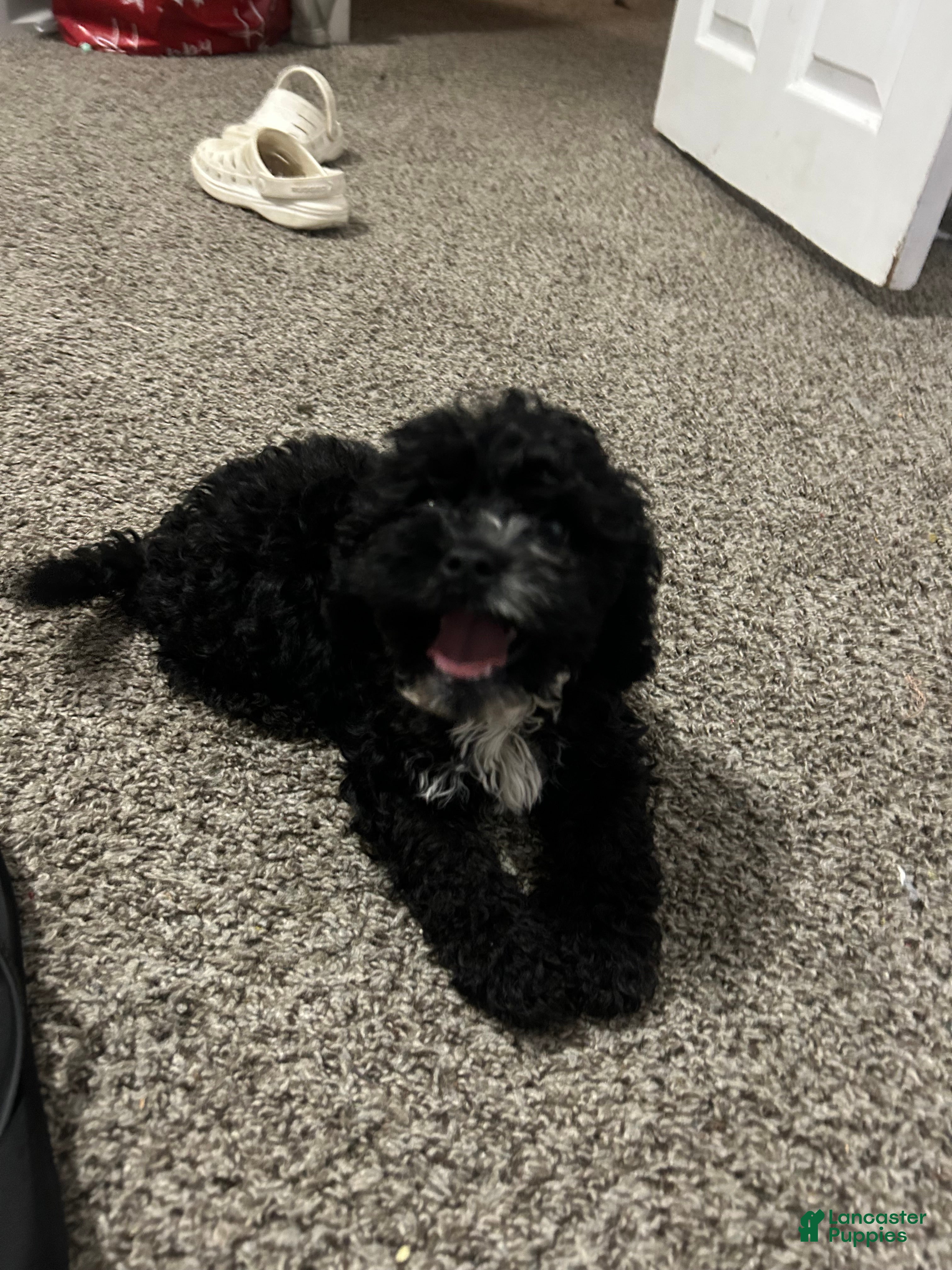 Cavapoo dogs Cavapoo 1 - Ad 13