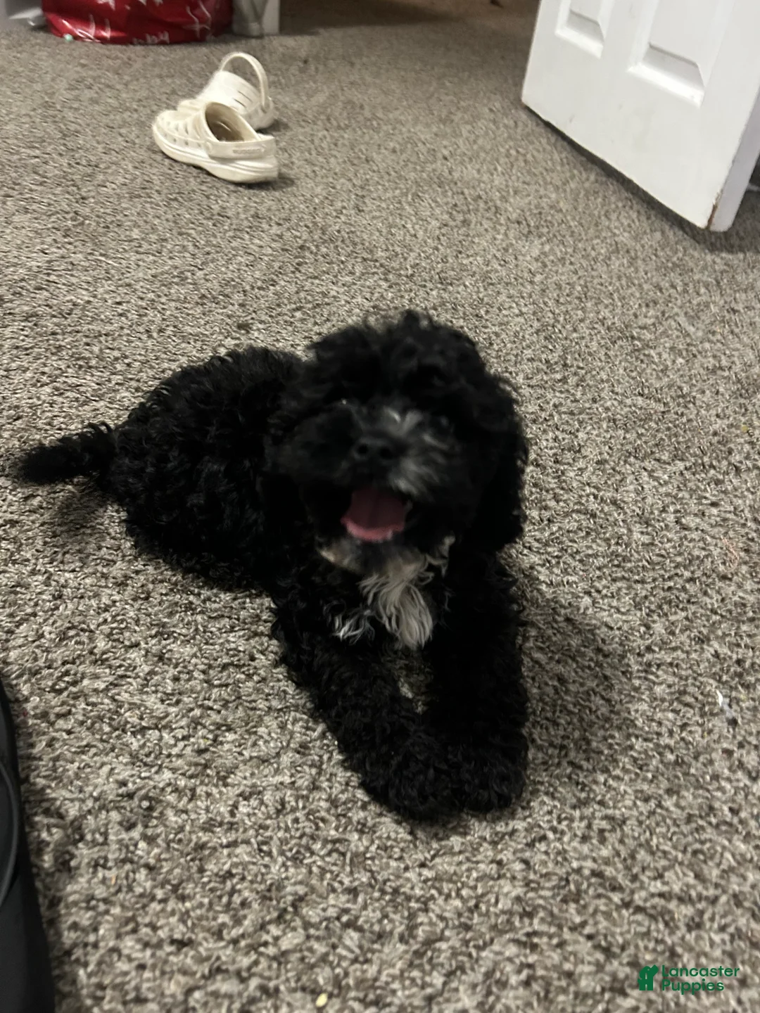 Cavapoo dogs for sale: Cavapoo 1 - Ad 1