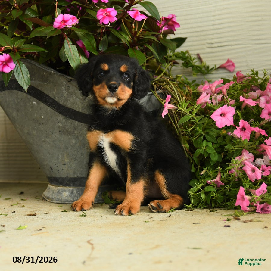 Mixed Breed dogs Gabby - Ad 1