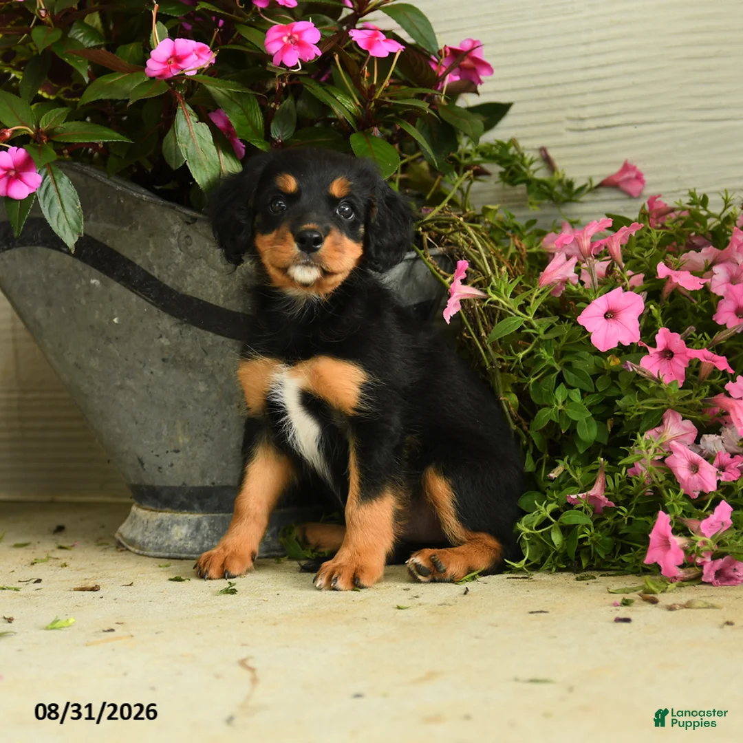Mixed Breed dogs for sale: Gabby - Ad 1