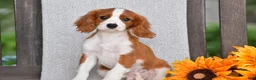 Cavalier King Charles Spaniel dogs for sale: Charlie - Ad 3