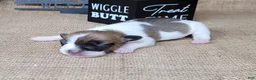 Jack Russell Terrier dogs for sale: Rebel DELIVERY AVAILABLE  - Ad 2