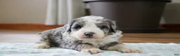Mini Bernedoodle dogs for sale: Prince - Ad 3