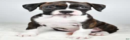 Boxer dogs for sale: Dena - Ad 2