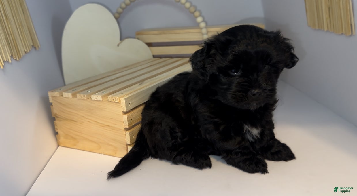 Mixed Breed dogs Duke - Ad 2