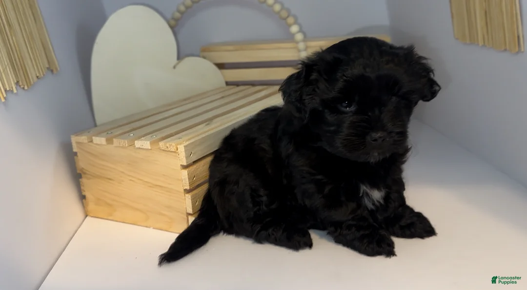 Mixed Breed dogs for sale: Duke - Ad 2