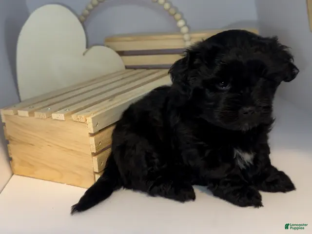 Mixed Breed dogs for sale: Duke - Ad 2
