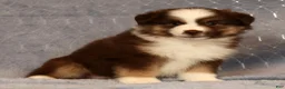 Miniature Australian Shepherd dogs for sale: Farley - Ad 9