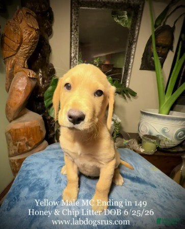 Labrador Retriever dogs Boy 3 - Ad 21